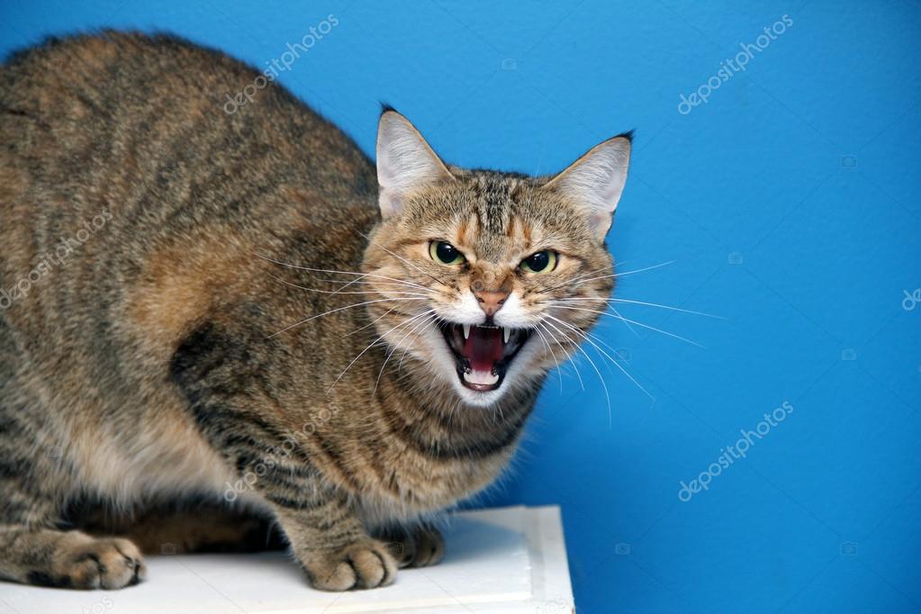 Angry cat Stock Photo by ©atveretinova 40828153